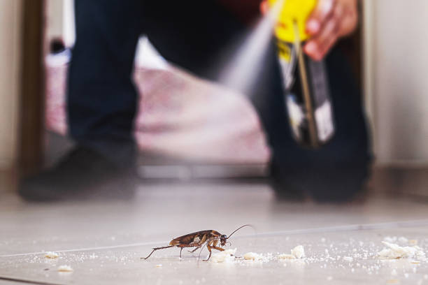Best Wasp Removal Services  in Tarpon Springs, FL