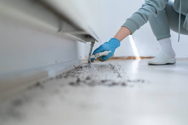 Best Emergency Pest Control  in Tarpon Springs, FL